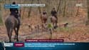 "Ils font une activité légale, encadrée, en permanence perturbée", cinq chasseurs devant la justice après des violences contre des militants anti-chasse à courre