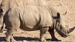 339 rhinocéros ont déjà été massacrés depuis le début de l'année. Le triste record est en passe d'être battu.