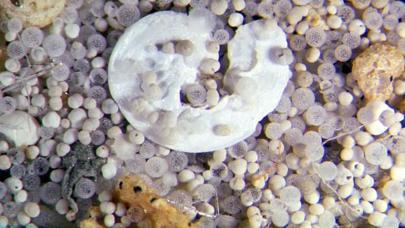 Divers fossiles dont des foraminifères (petites coquilles blanches) jusque-là utilisés pour déterminer la température des océans.