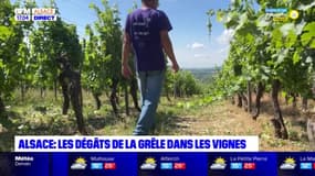 Alsace: les dégâts de la grêle dans les vignes 