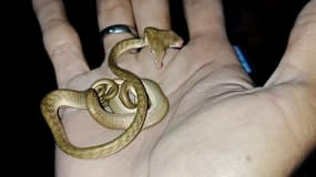 Le petit serpent, découvert à Bali