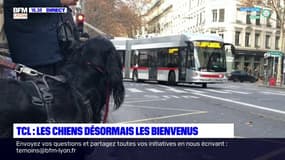 TCL : les chiens désormais bienvenus