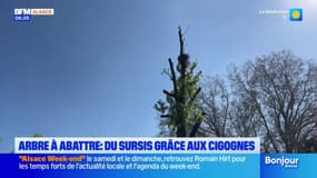 Starsbourg: un arbre à abattre en sursis grâce aux cigognes