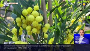 Bormes-les-Mimosas: près de 10.000 visiteurs à Mimosalia