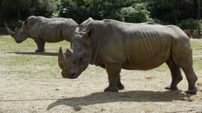 Un rhinocéros du zoo de Thoiry a été tué pour sa corne par des braconniers.