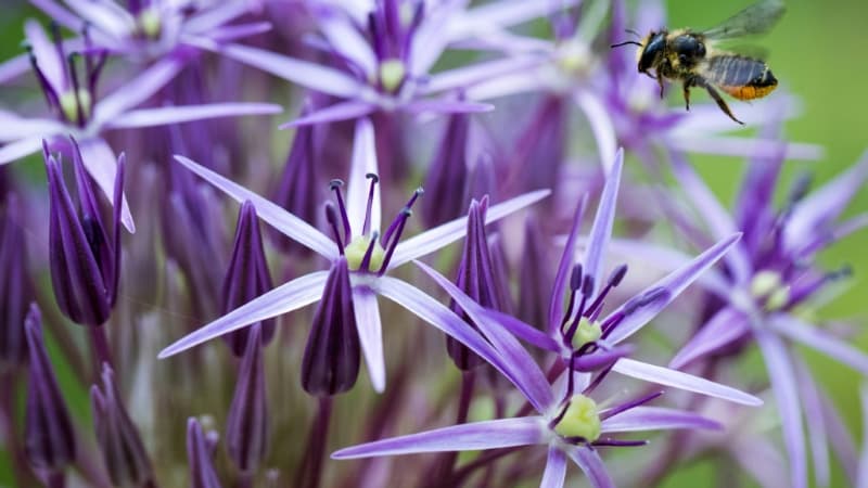 Abeilles: une loi ouvrant la voie à la réintroduction des pesticides néonicotinoïdes à l'Assemblée en avril