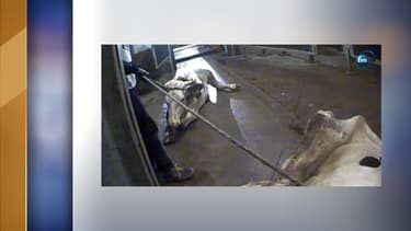 Des vaches malades traînées dans un abattoir polonais, dans un reportage de la télévision TVN24.