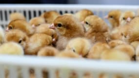 Des poussins nouvellement éclos parmi des coquilles d'œufs dans une caisse au couvoir Lohmann de Saint-Fulgent, le 21 septembre 2023 en Vendée