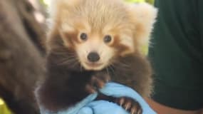 En Australie, ce bébé panda roux reçoit ses premiers soins 