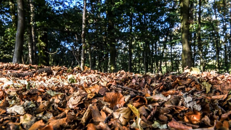 Des feuilles mortes à Godewaersvelde, dans le nord de la France, le 9 octobre 2018.