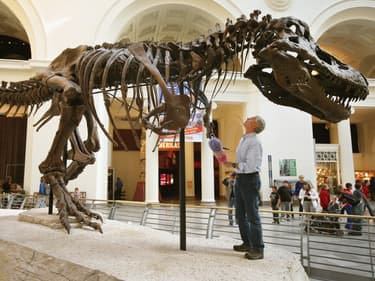 Image d'illustration - Un T-Rex exposé au musée de Chicago (Etats-Unis) en 2007, au côté du géologiste Bill Simpson.