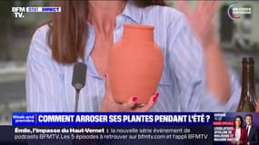 Quand et comment arroser ses plantes pendant les vacances d'été ?