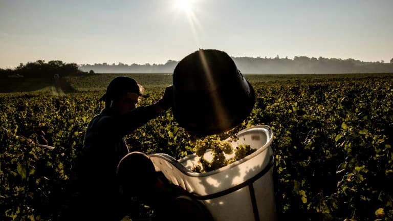 Les vendanges au domaine Cheveau, à Solutre-Pouilly, en Bourgogne (photo d'illustration)