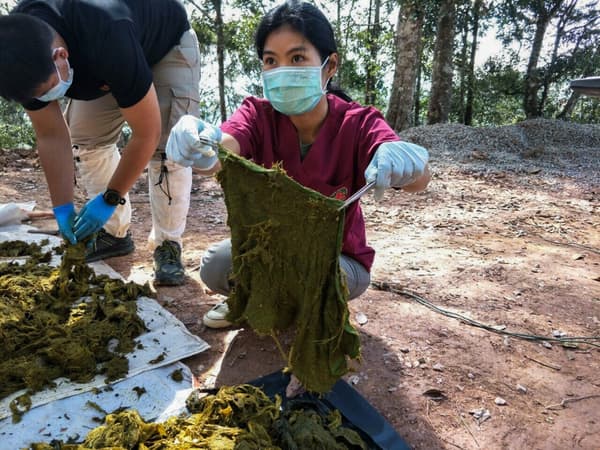 Les vétérinaires examinent des déchets découverts dans l'estomac du cerf retrouvé mort au parc national de Khun Sathan, en Thaïlande Les vétérinaires examinent des déchets découverts dans l'estomac du cerf retrouvé mort au parc national de Khun Sathan, en Thaïlande
