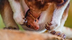 Les soigneurs d'un zoo britannique ont pu observer la première sortie de la poche de sa mère d'un spécimen d'une espèce rare de kangourou arboricole.