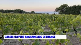 Cassis : la plus ancienne AOC de Provence