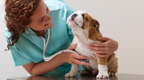 L’assurance pour animaux vous couvre aussi en cas de problème de santé.