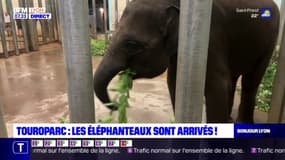 Deux bébés éléphanteaux au zoo Touroparc