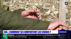 Hautes-Alpes: le mollard, un cépage qui a résisté à l'épisode de gel