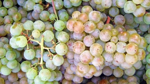 Des grappes de Pinot blanc, un des nombreux cépages, ou variété de raisin, qu'on peut trouver en France.