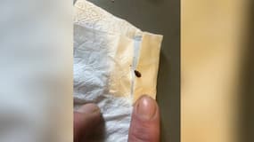 Une punaise de lit, dans un appartement de Sathonay, dans l'Ain en mars 2025. 
