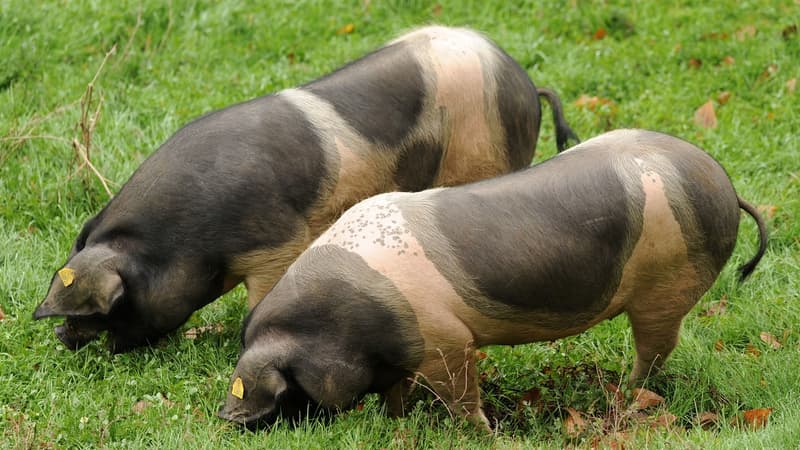 Deux cochons dans un champ (illustration)