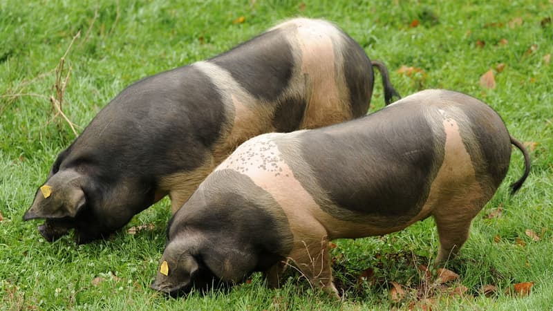 Deux cochons dans un champ (illustration) 