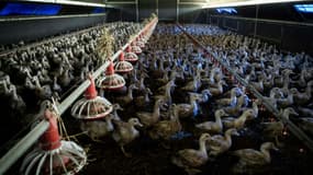 Des canes destinées à la fabrication de foie gras confinées à Sarrant, dans le Gers, le 28 novembre 2022, en raison de l'épizootie de grippe aviaire.