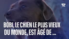 À 30 ans, Bobi devient le plus vieux chien au monde