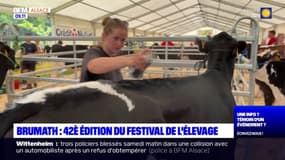 Brumath: des clippers pour entretenir les vaches au Festival de l’élevage 