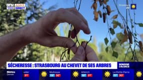 Strasbourg: les arbres aussi souffrent des fortes chaleurs qui durent