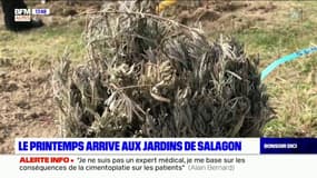 "Tout terrain": à la découverte des jardins de Salagon à Mane  