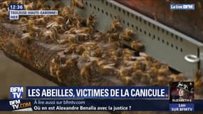 Pourquoi les abeilles sont aussi victimes de la canicule ?