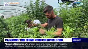 Calvados: une ferme pour cultiver le CBD