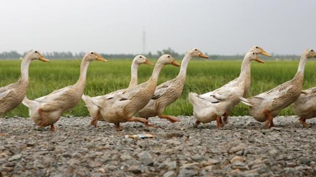Consommation dans les Landes : pour la graisse de canard, il y a une vie  après le