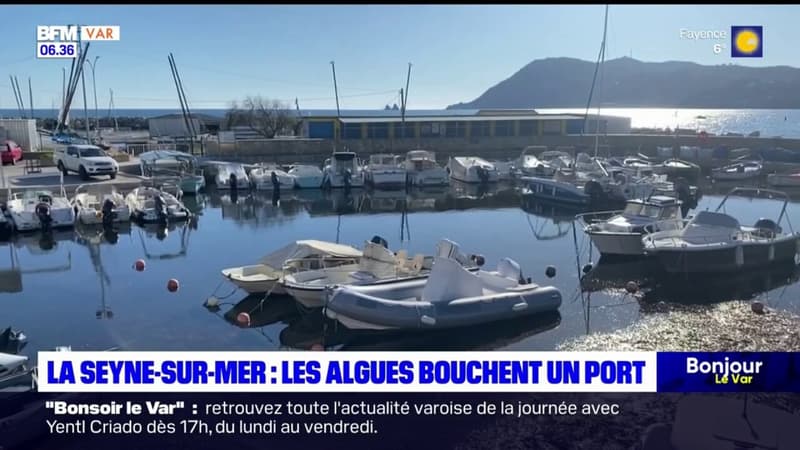La Seyne-sur-Mer: les algues bouchent le port de Saint-Elme 