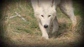 Attaque d'un loup solitaire dans les Alpes-Maritimes: les éleveurs sont à bout