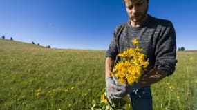 Un cueilleur récolte de les fleurs d'arnica dans le massif des Vosges, le 26 juin 2018 au Markstein, dans le Haut-Rhin