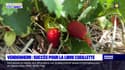 Bas-Rhin: le succès de la libre cueillette des fraises à Vendenheim