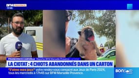 La Ciotat: quatre chiots abandonnés dans un carton, une enquête ouverte