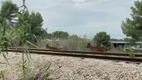 Des chèvres sauvages dans les Bouches-du-Rhône.