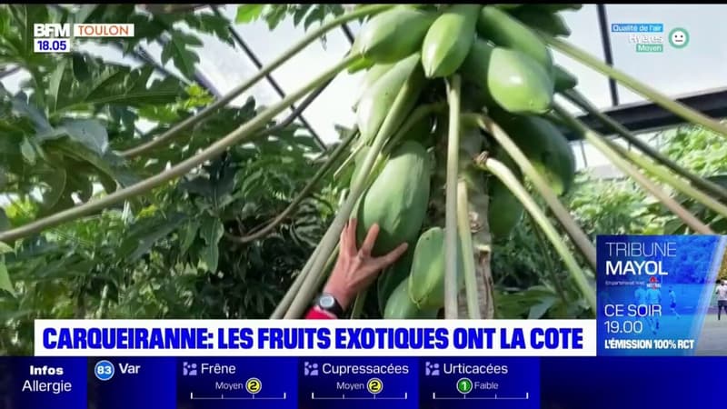 Var: une néo-agricultrice mise sur la production de fruits exotiques bio