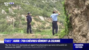 La préfecture de l'Aude lance une opération pour capturer entre 500 et 700 chèvres en liberté