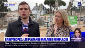 Saint-Tropez: les platanes malades de la place des Lices remplacés