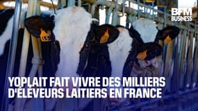 Comment maintenir l'élevage laitier en France ?