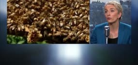 Loi sur la biodiversité: "Le Foll est certainement sous pression des lobbies (de l'agrochimie) qui gravitent autour du monde agricole"