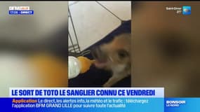 Pas-de-Calais: la décision concernant Toto le sanglier rendue vendredi, le procureur requiert une nouvelle fois l'euthanasie