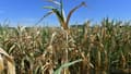 Un champ de maïs touché par la sécheresse, le 3 août 2022 à Courcemont, dans le nord-ouest de la France