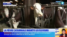 Alpes du Sud: la menace de la fièvre catarrhale inquiète les éleveurs