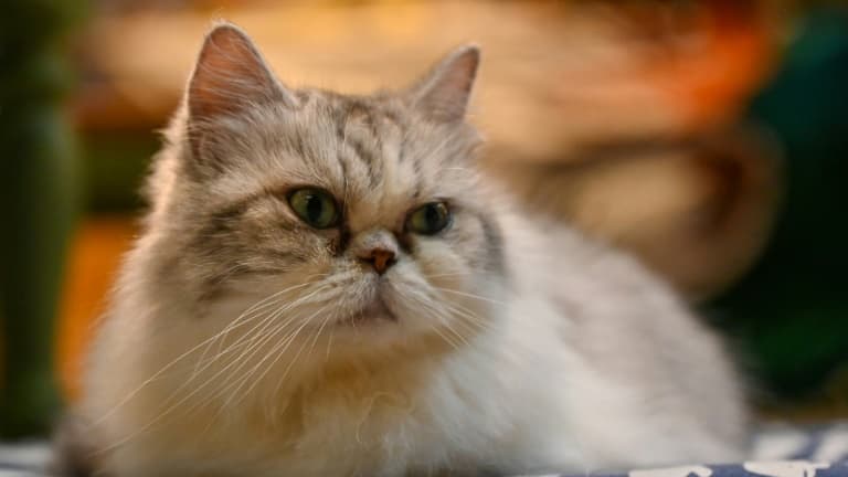 Image d'illustration d'un chat en octobre 2021.